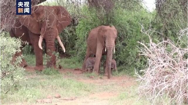 罕见！肯尼亚自然保护区一大象产下双胞胎